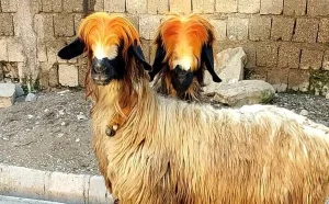 خریدارمیش داشتی