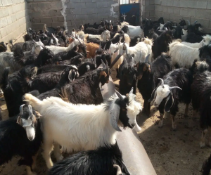 کهره