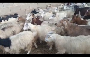 فروش۶۶راس بز۳۰تاش آبستن